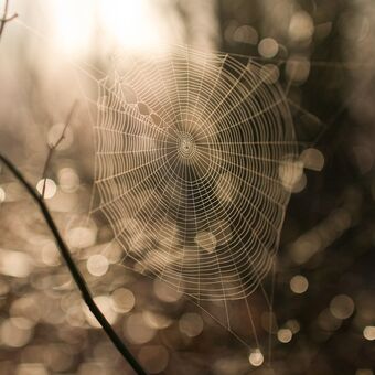 Dnešní krása z mlhavého rána..únorová pavučina