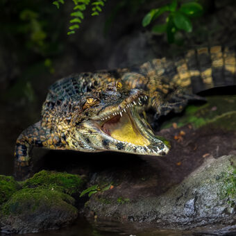 krokodýl štítnatý