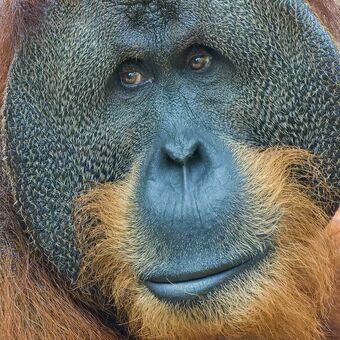 Taťka orangutan