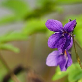 Fialka neboli violka vonná patří mezi první posly jara....