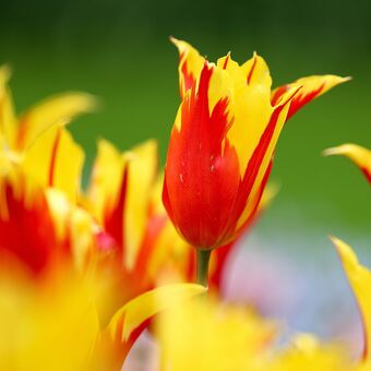 Holandské tulipány  III.
