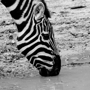 Zebra bezhřívá ( snímek ze ZOO Zlín )