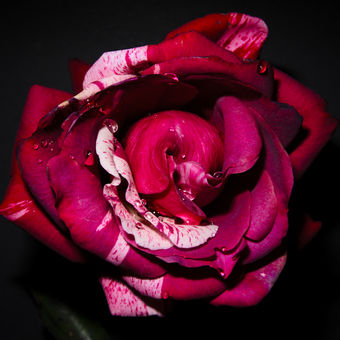 Rozkvetlá růže