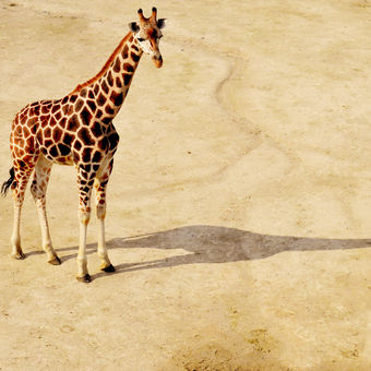 Žirafa v ZOO