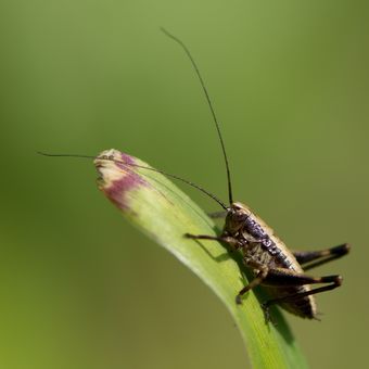 Pholidoptera griseoaptera - kobylka křovištní