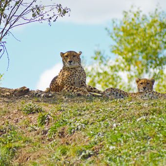 Gepardí rodinka