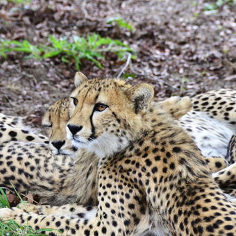 Mladí gepardi