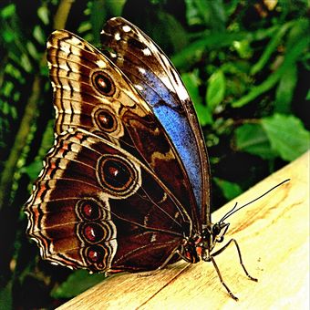 Reálný motýl ve Fata Morgáně