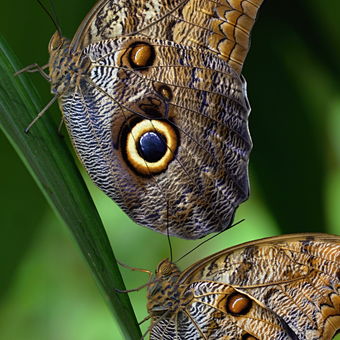 Motýlí duo