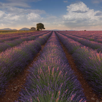 Morning sunrise in the lavender fields near Valensole