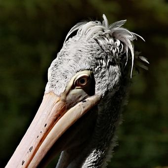 Pyšný pelikán