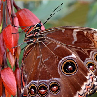 Výstava motýlů