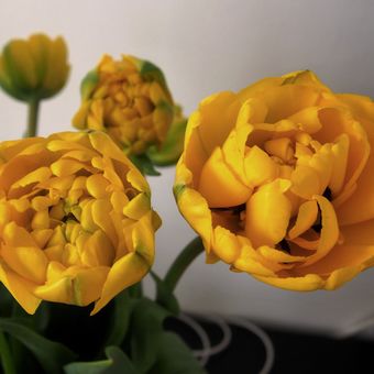 Tulipány plnokvěté