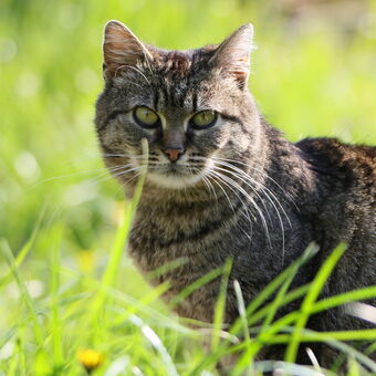 kočka v trávě