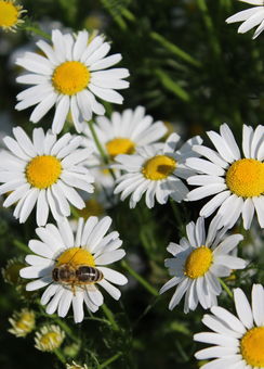 Včela - klenot přírody