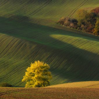 Moravian Toscana
