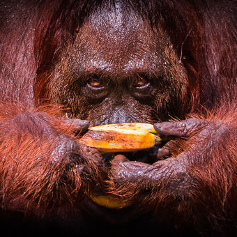 Orangután Bornejský