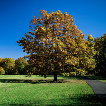 Park na podzim