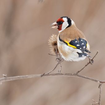 Stehlík obecný - Carduelis carduelis - Goldfinch