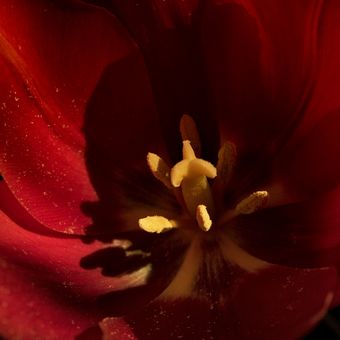 Červený tulipán
