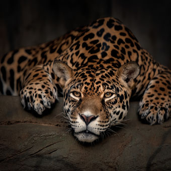 Jaguár americký
