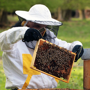 Kontrola včelstva