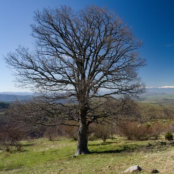 Kokino, Makedonie - jeden strom, jeden list ...