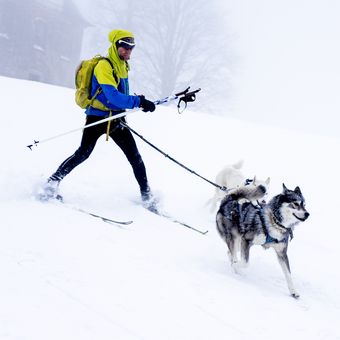 Šediváčkův long 2019 - Skijőring