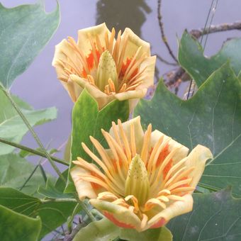 Liriodendron tulipifera - liliovník tulipánokvětý