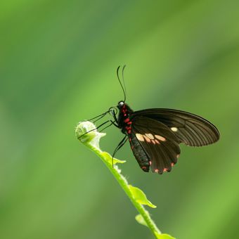 Papilio anchisades
