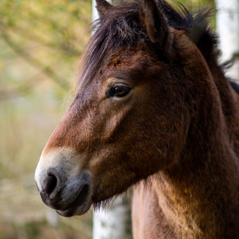Divoký kůň z anglického Exmooru na hradecké Plachtě