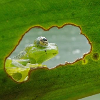Rosněnka průsvitná (Espadarana prosoblepon) Emerald Glass Frog