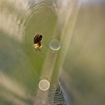 Pavouk s pavučinou