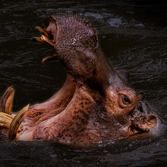 Hroch obojživelný _Hippopotamus amphibius