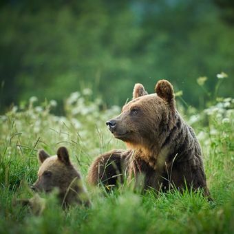 Medvěd hnědý - Ursus arctos - Brown Bear