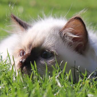 Kocourek se plíží v zelené trávě