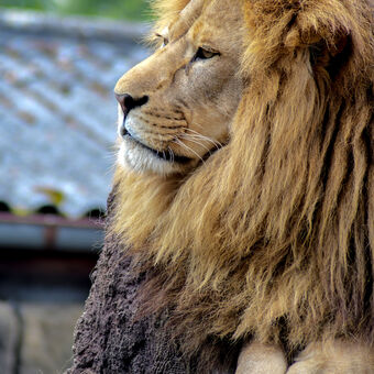 Lví král