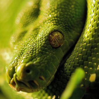 Krajta zelená - oční kontakt (Morelia viridis)