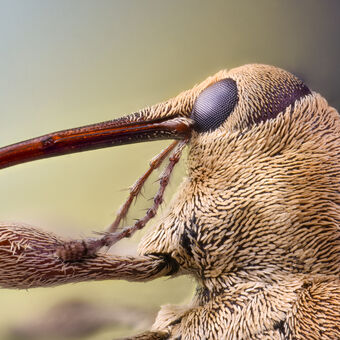 Nosatec lieskový (Curculio nucum)