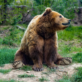 Medvěd kamčatský ze zoo Brno