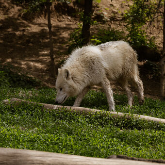 Vlk arktický ze zoo Brno