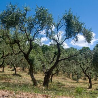 Olivový sad