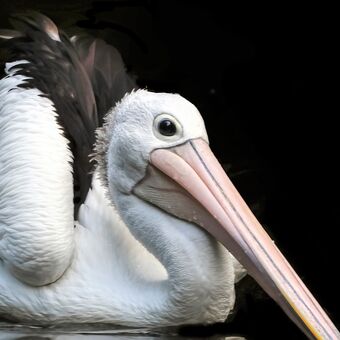 pelikán australský