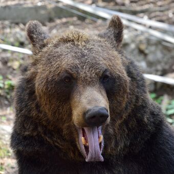 Medvěd z Točníku