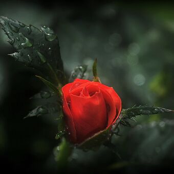 Růže v dešti 1