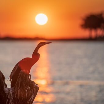 Západ slunce na řece Chobe