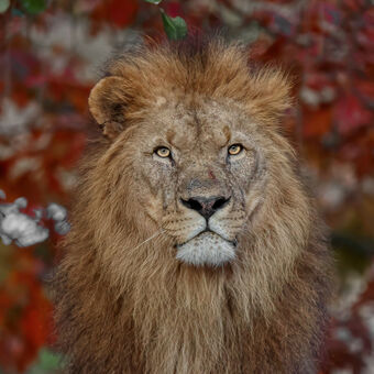 lev konžský