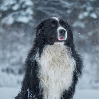 Monty na sněhu