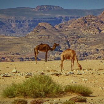 Velbloudi na Wadi Rum