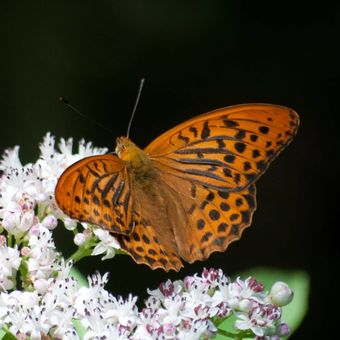 Námluvy motýlů